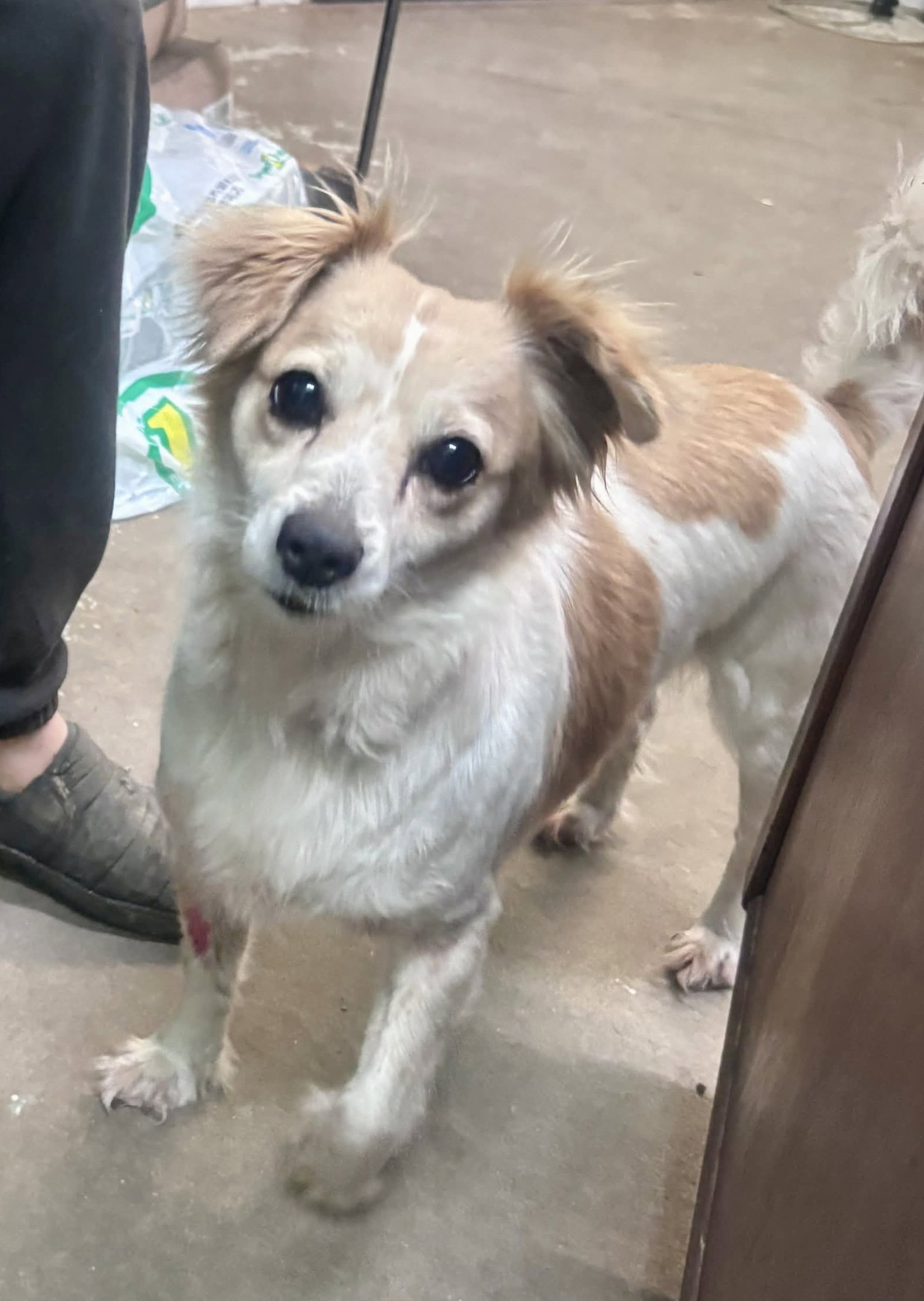 Gracie ~ Adoption Pending!! Image