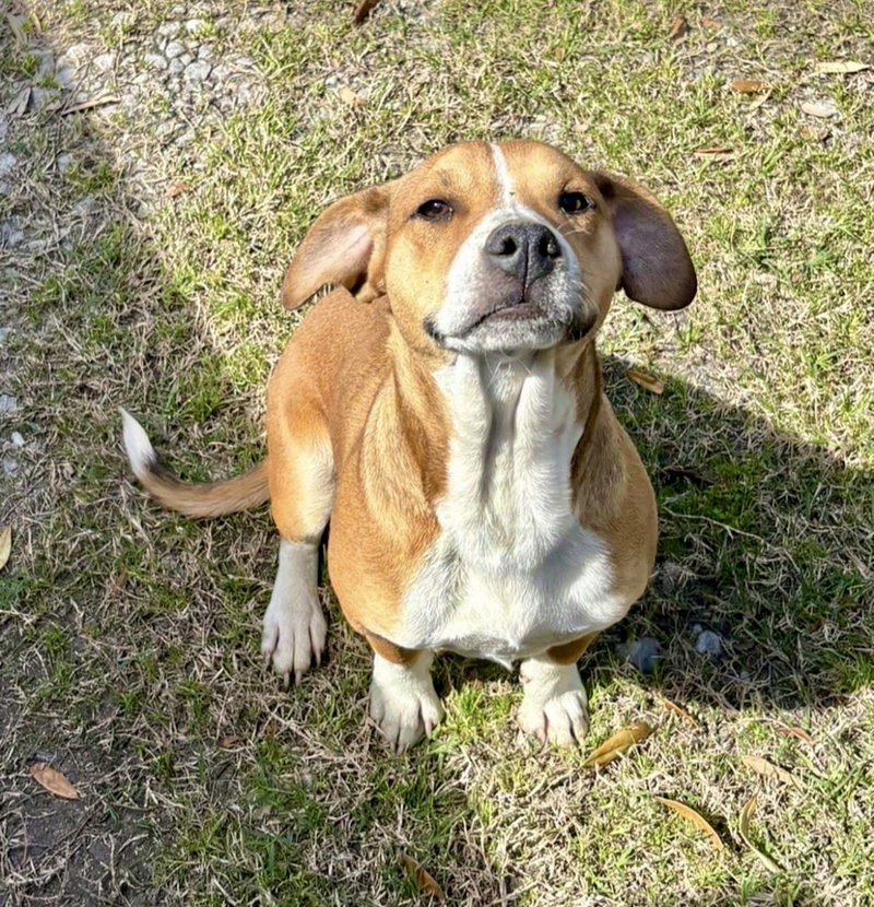 Bocephus