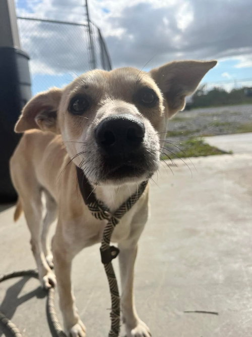 Ryan- gentle soul!, an adoptable Carolina Dog in Oakhurst, NJ