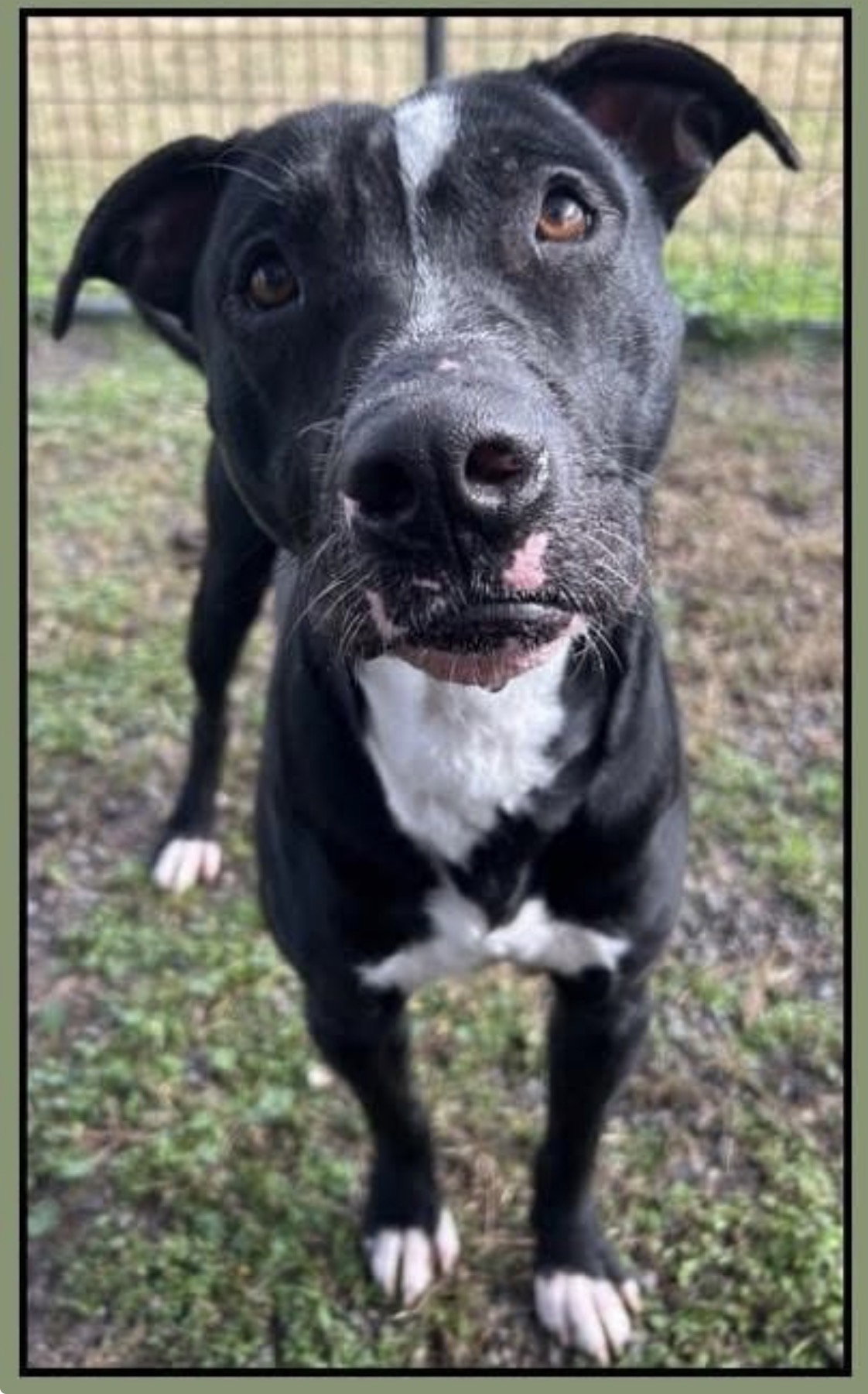 Oliver- best pal Image