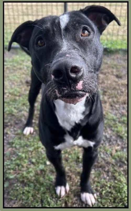 Oliver- best pal, an adoptable American Staffordshire Terrier in Oakhurst, NJ