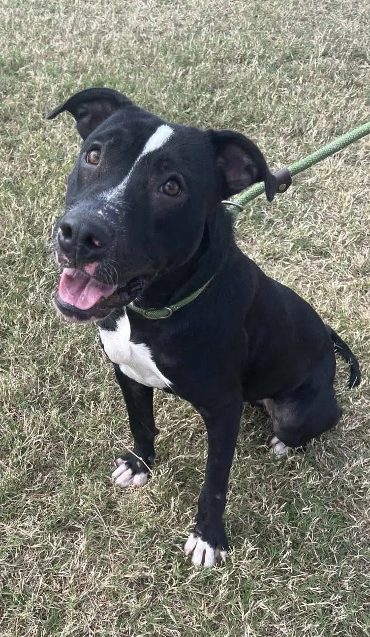 Oliver- Your Best Pal - American Pit Bull Terrier