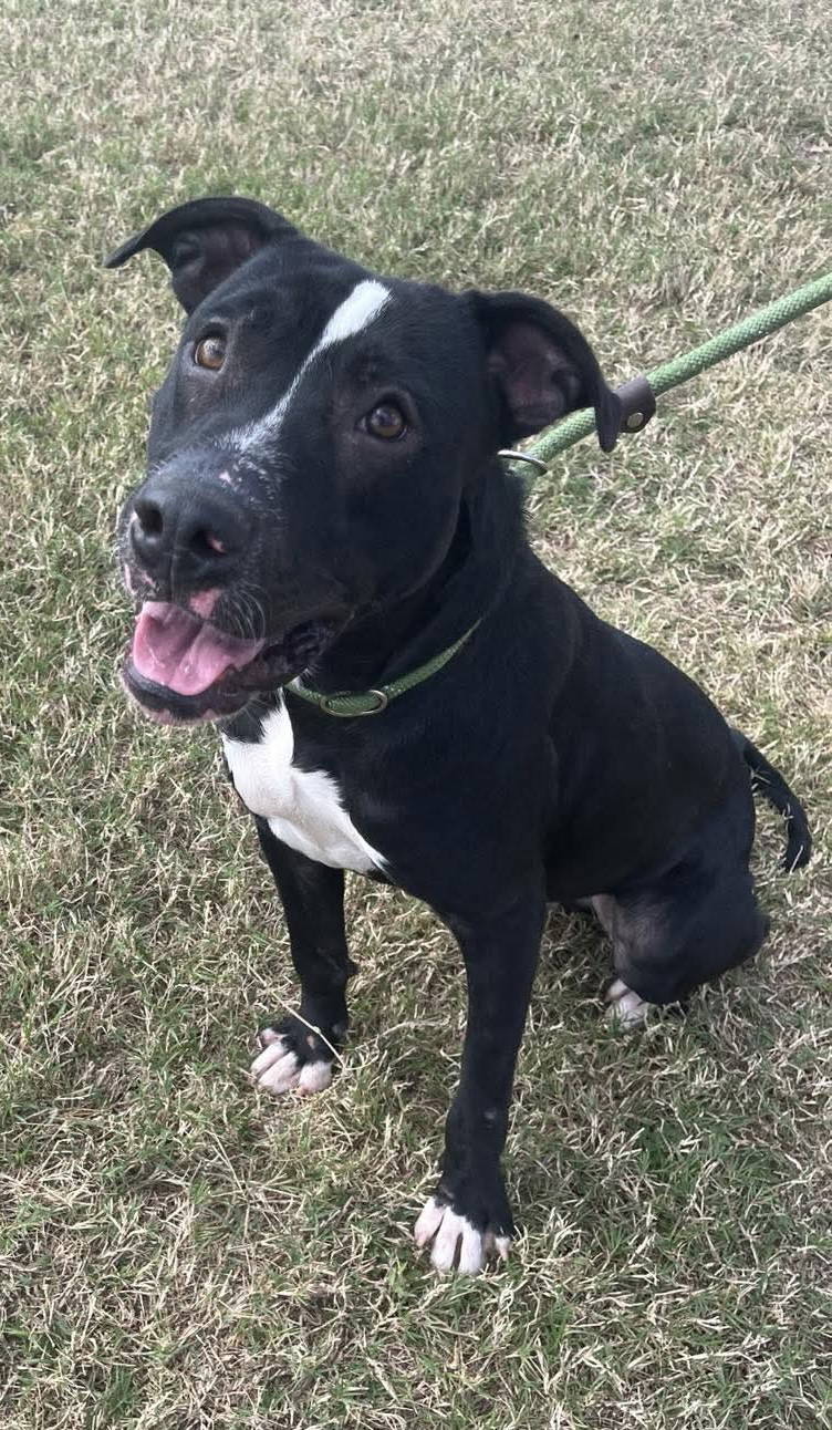 Oliver- Your Best Pal