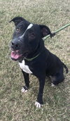 Oliver - your best pal