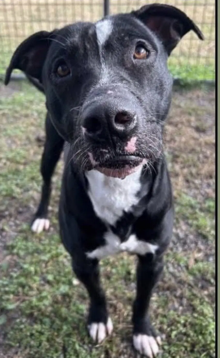 Oliver- Your Best Pal image 3