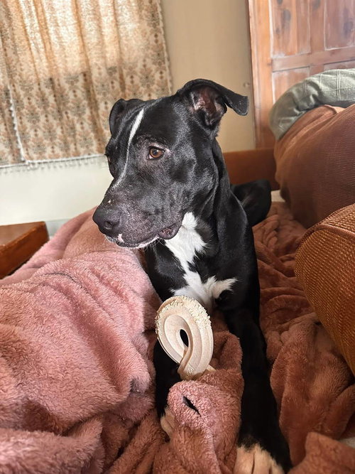Oliver- your best pal photo 3