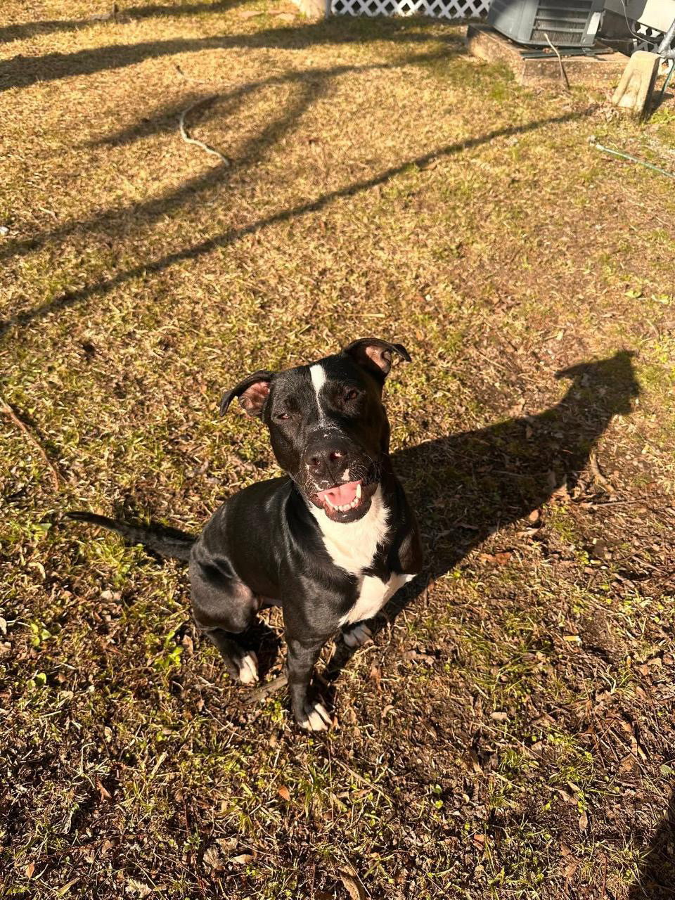Oliver - your best pal, photo 10