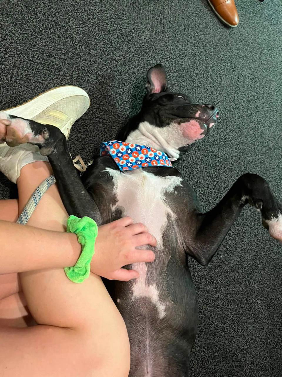 Oliver - your best pal, photo 8