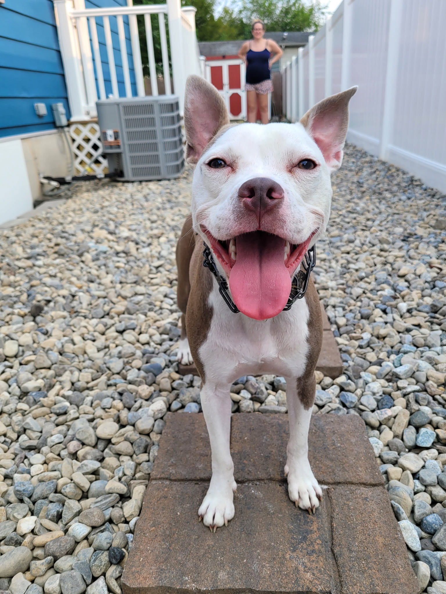 Stella Image