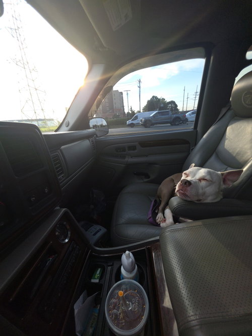 Stella photo 4