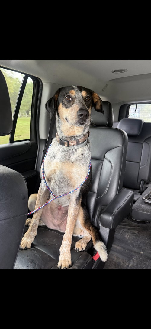 Georgia- what a beauty!, an adoptable Coonhound in Oakhurst, NJ