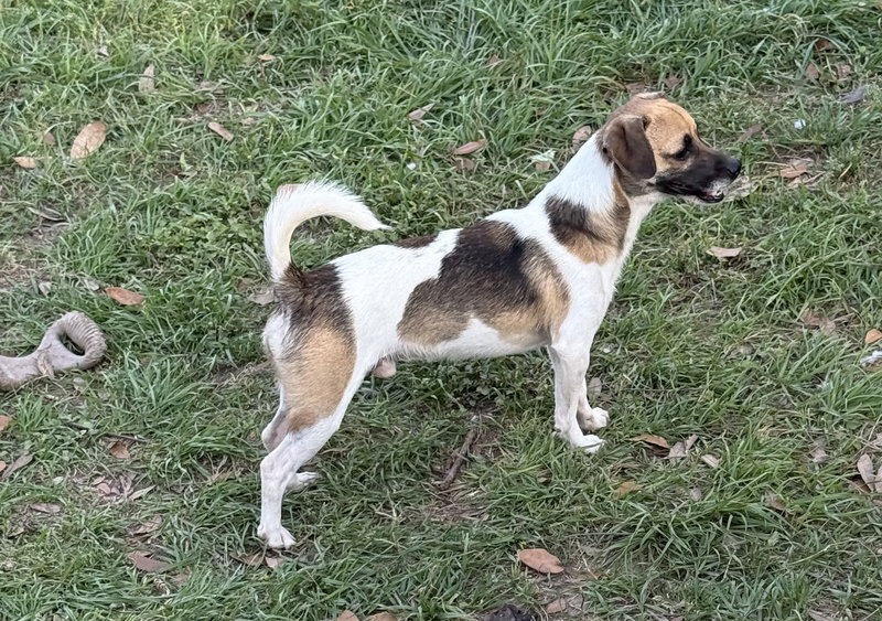 Larry- handsome boy!
