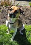 Larry- handsome boy! - Photo 1