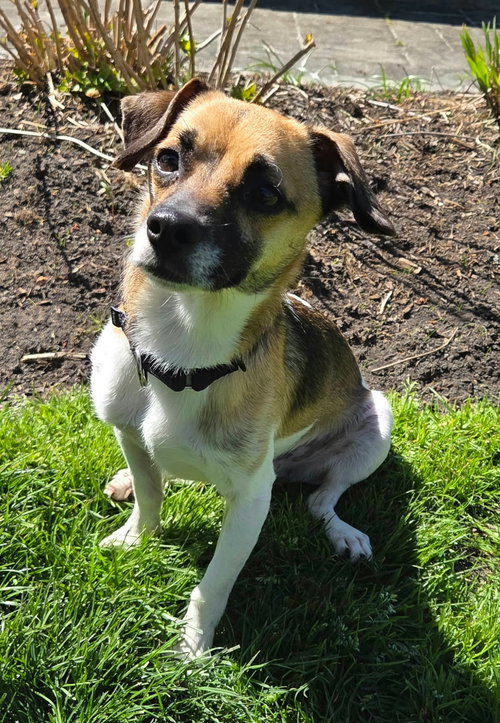 LARRY- HANDSOME BOY! - Rat Terrier available for adoption