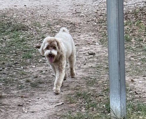 Snickers- sweet boy!, an adoptable Poodle in Oakhurst, NJ
