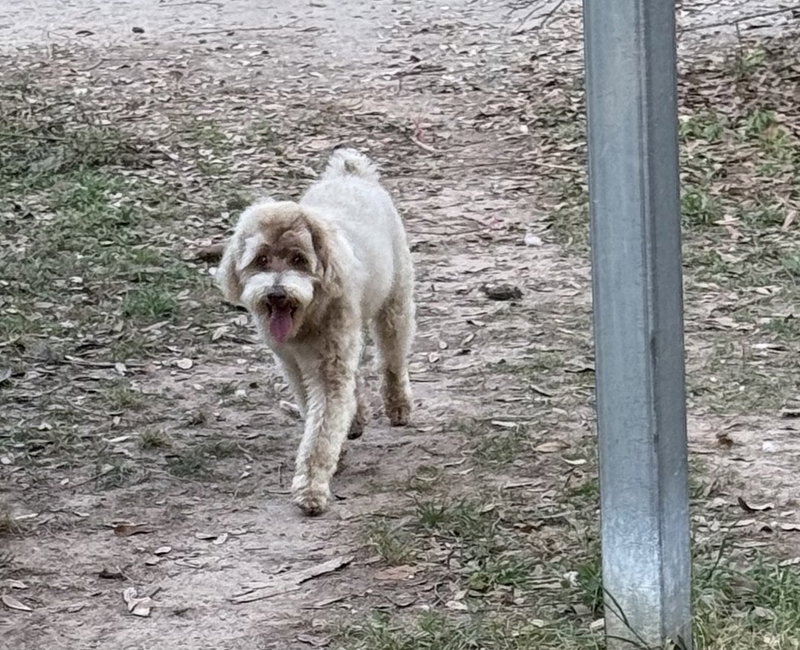 Snickers- sweet boy!