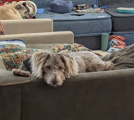 Snickers- NO MORE APPLICATIONS PLEASE! Image