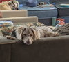 Snickers- NO MORE APPLICATIONS PLEASE! - Photo 1