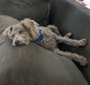 Snickers- NO MORE APPLICATIONS PLEASE! - Photo 2