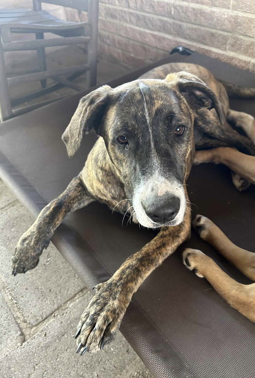 Rocky- playful pal, an adoptable Catahoula Leopard Dog in Oakhurst, NJ