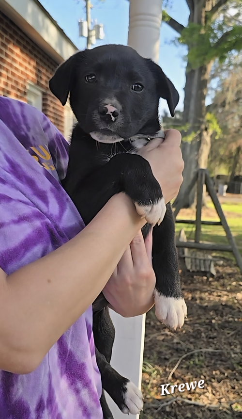 Krewe- beautiful boy!, an adoptable Labrador Retriever in Oakhurst, NJ