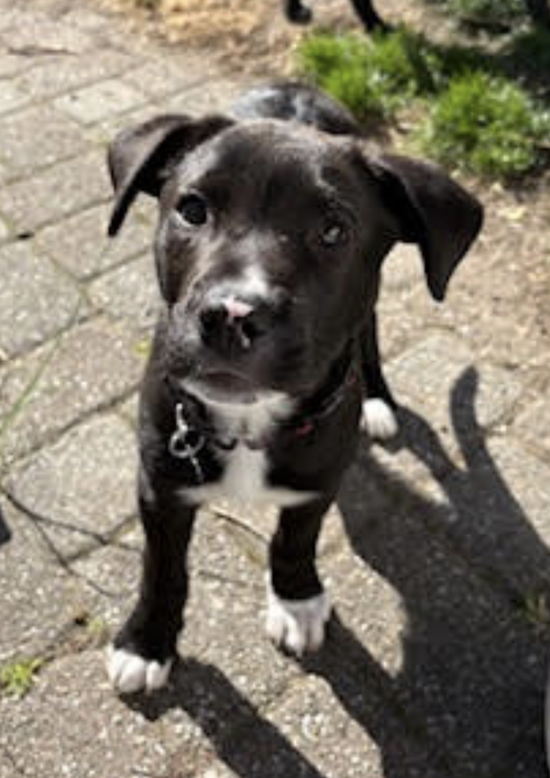 Krewe - Adoptiion Pending!
