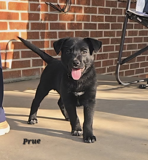 Prue- Adoption pending!