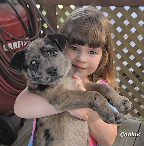 Cookie- as sweet as my name!, an adoptable Labrador Retriever in Oakhurst, NJ