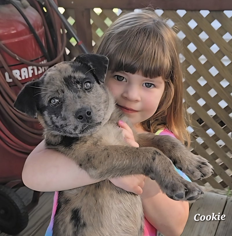 Cookie- ADOPTION PENDING