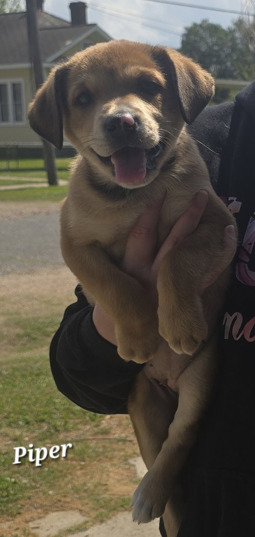 Piper- cuteness unleashed!, an adoptable Labrador Retriever in Oakhurst, NJ
