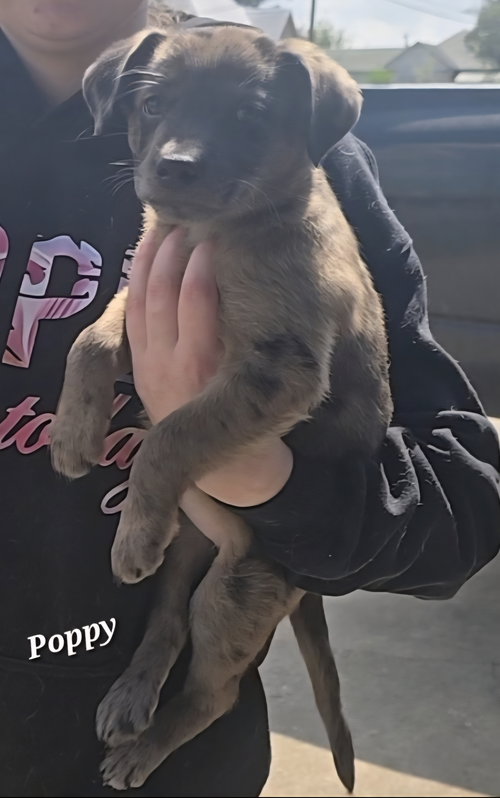 Poppy- adventure awaits, an adoptable Labrador Retriever in Oakhurst, NJ