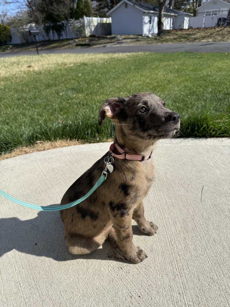 Poppy- adventure awaits