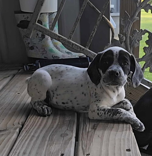 Robin, an adoptable Bluetick Coonhound in Oakhurst, NJ