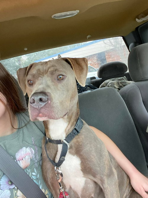 Sadie- gentle soul, an adoptable American Staffordshire Terrier in Oakhurst, NJ