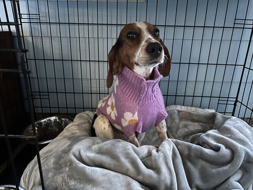 Sadie- Beautiful beagle, an adoptable American Staffordshire Terrier in Oakhurst, NJ