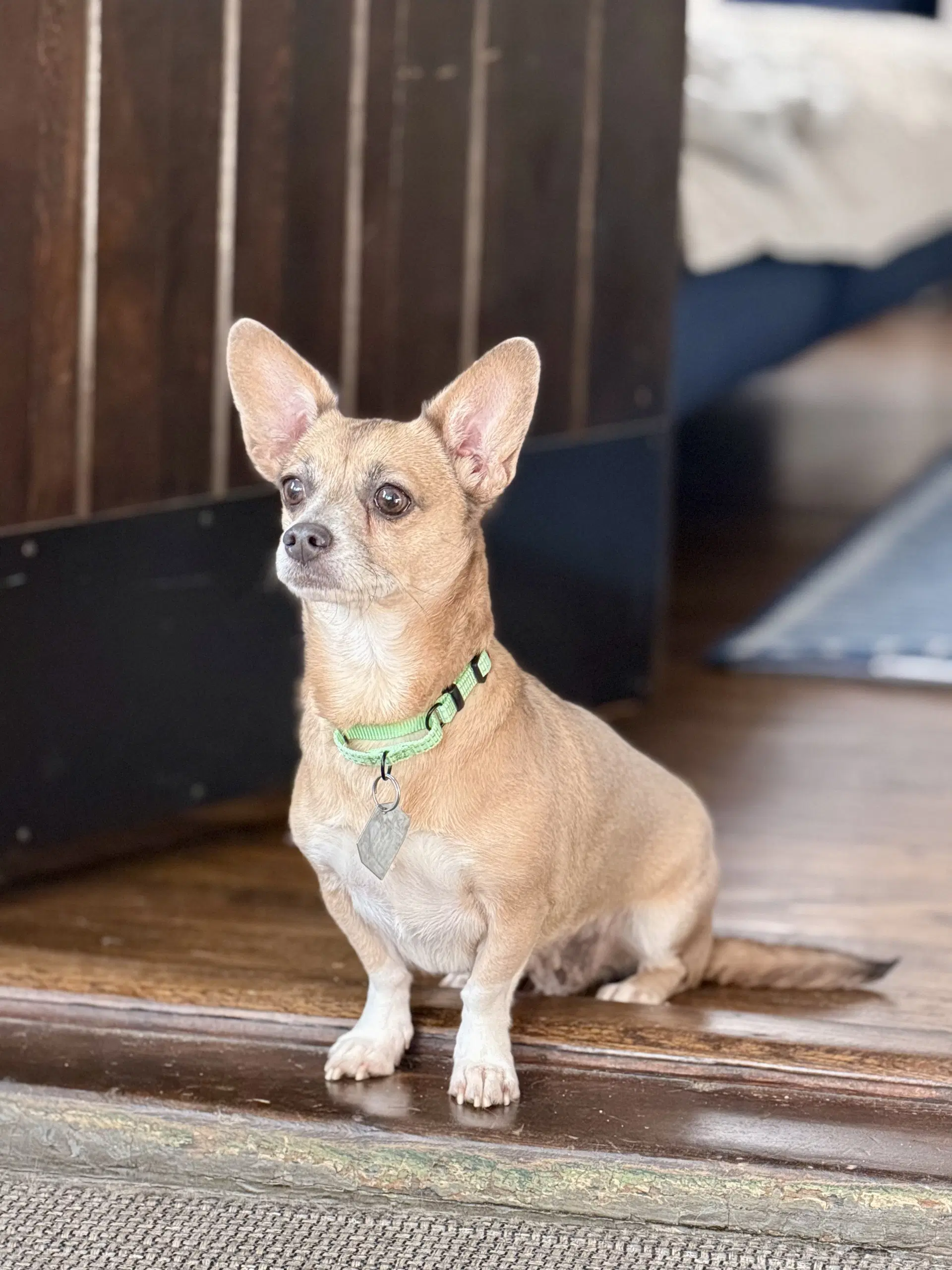 Skyla - Chihuahua
