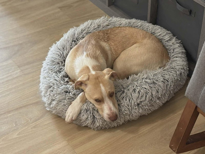 Alexandra- pure puppy love