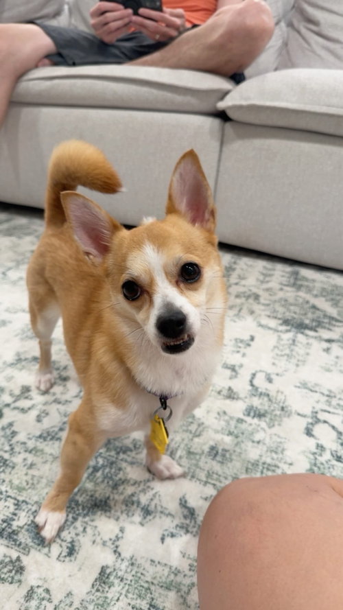 Nala- brave beauty photo 2