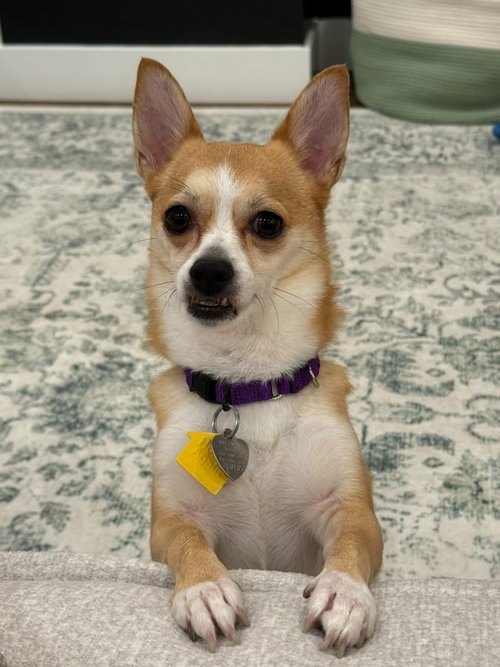 Nala- brave beauty