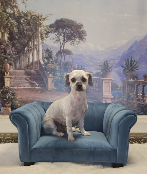 Pepper (shih Tzu) photo 6
