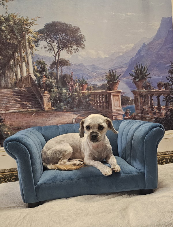 Pepper (shih Tzu)