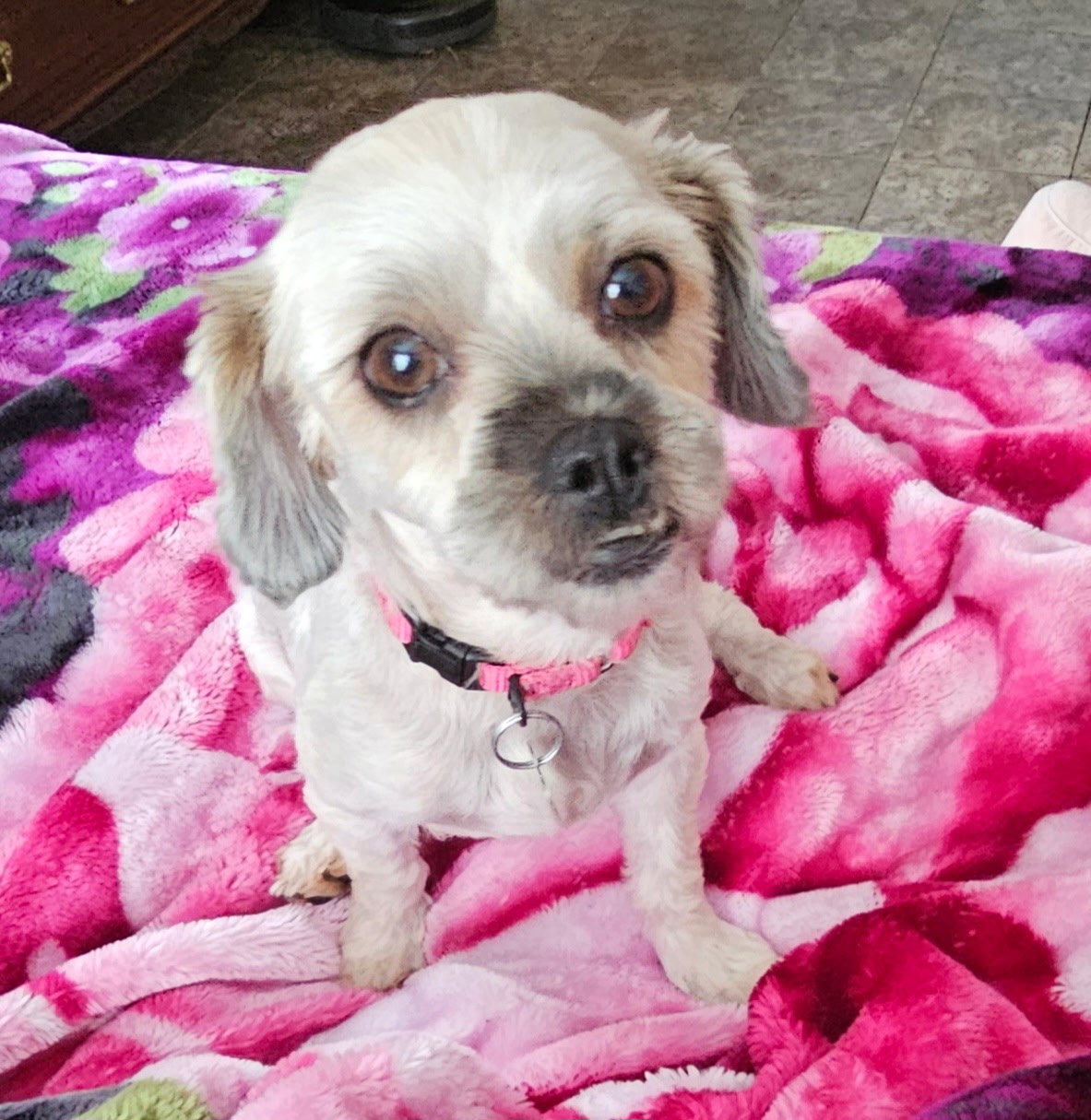 Pepper (shih Tzu)