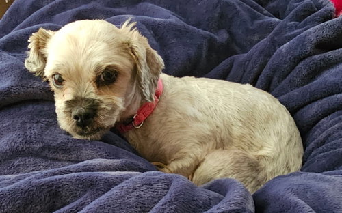 Pepper (shih Tzu) photo 3