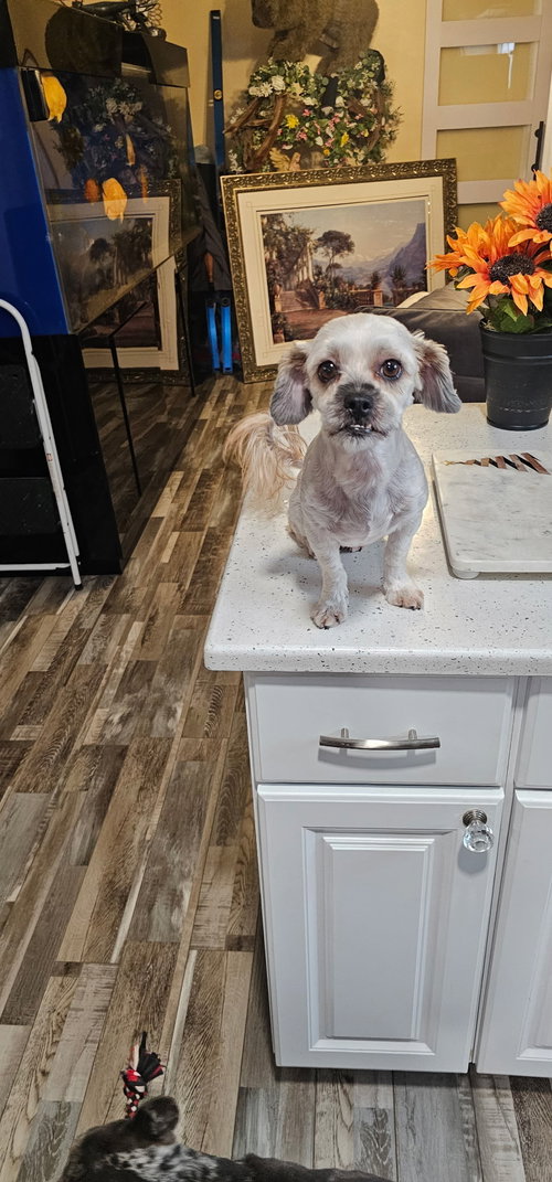 Pepper (shih Tzu) photo 4
