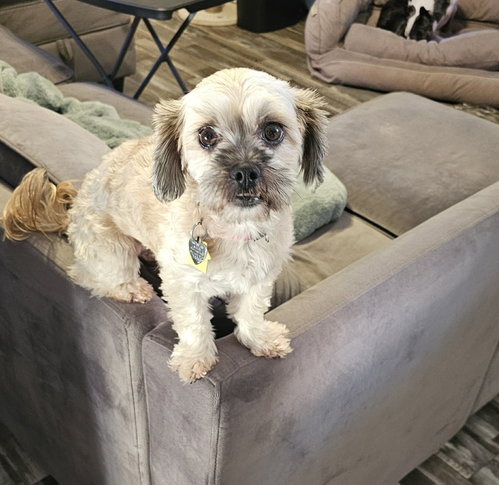 Pepper (shih Tzu), an adoptable Shih Tzu in Oakhurst, NJ