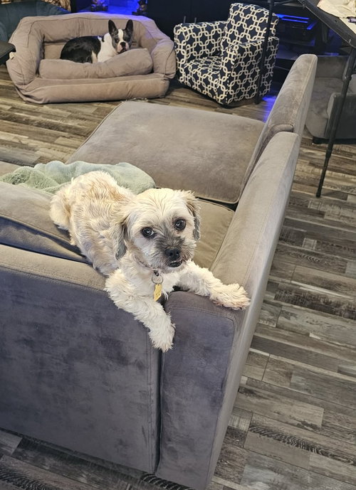 Pepper (shih Tzu) photo 5