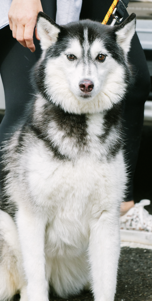 Xina- fluffy princess