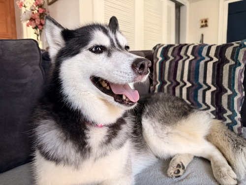Xina- fluffy princess