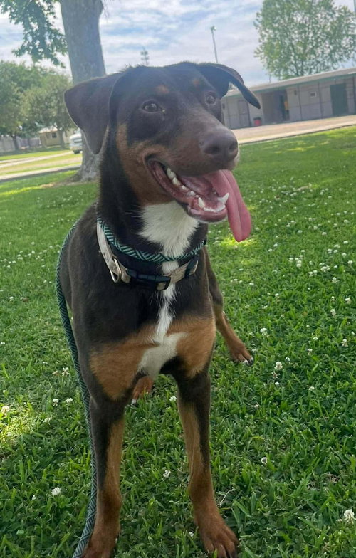 Rosie- the sweetheart