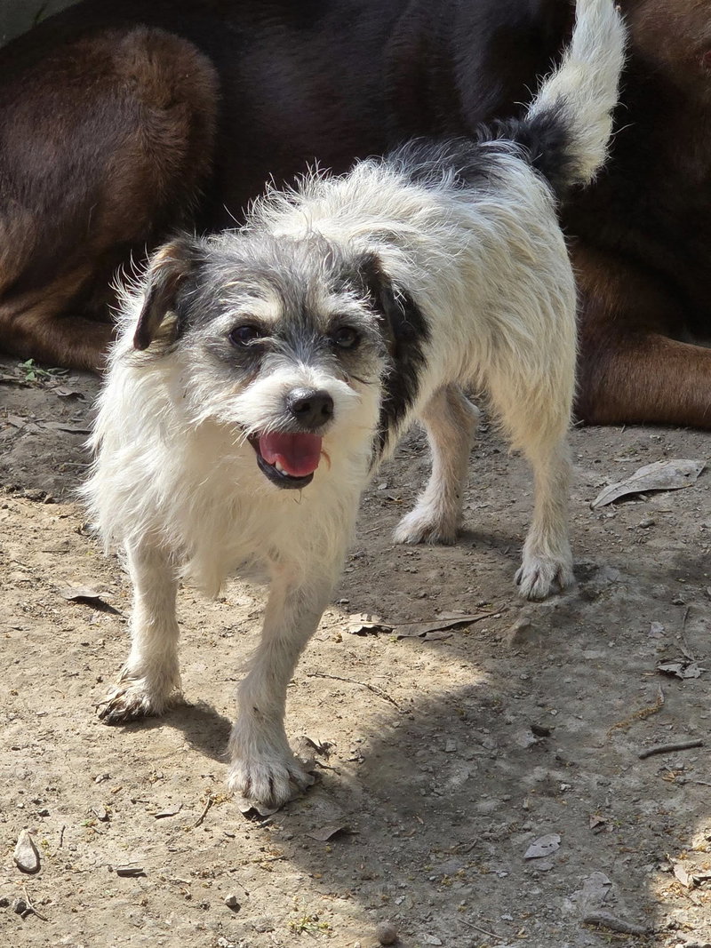 Ariel- scruffy cutie